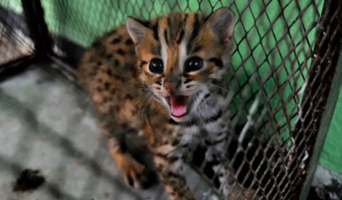 Polisi Buru Pemasok Kucing Kuwuk Dari Ciamis
