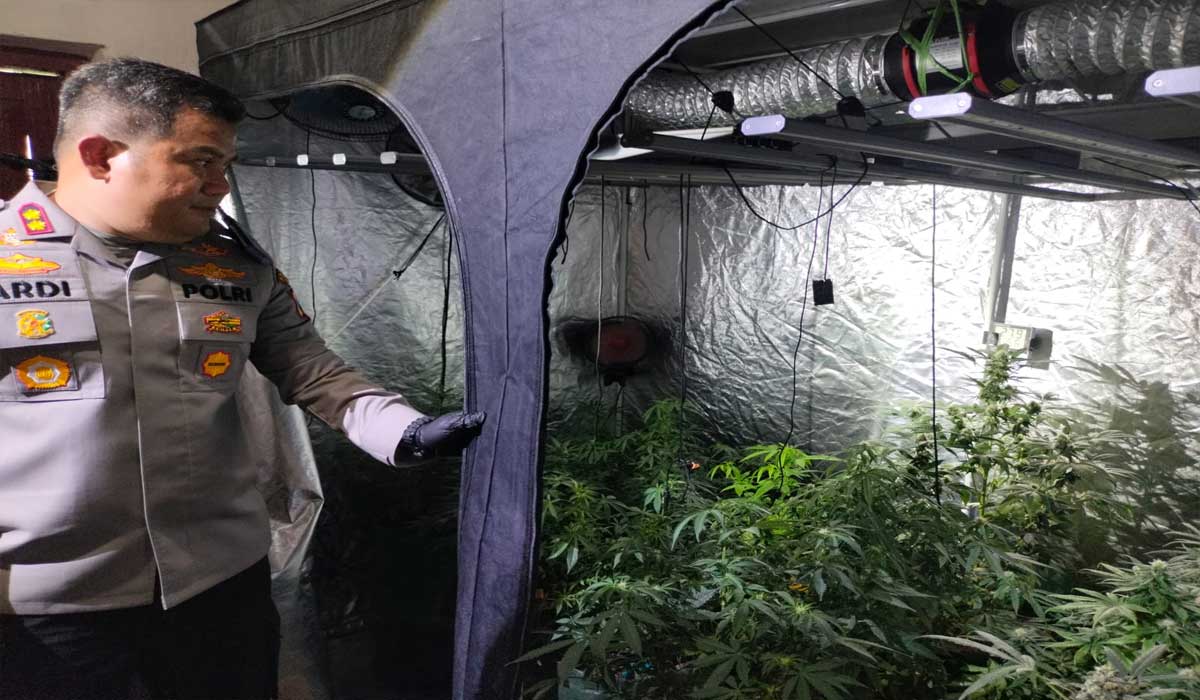 HEBOH! Rumah Kontrakan di Jombang Jadi Ladang Ganja Mewah, Begini Penampakannya!