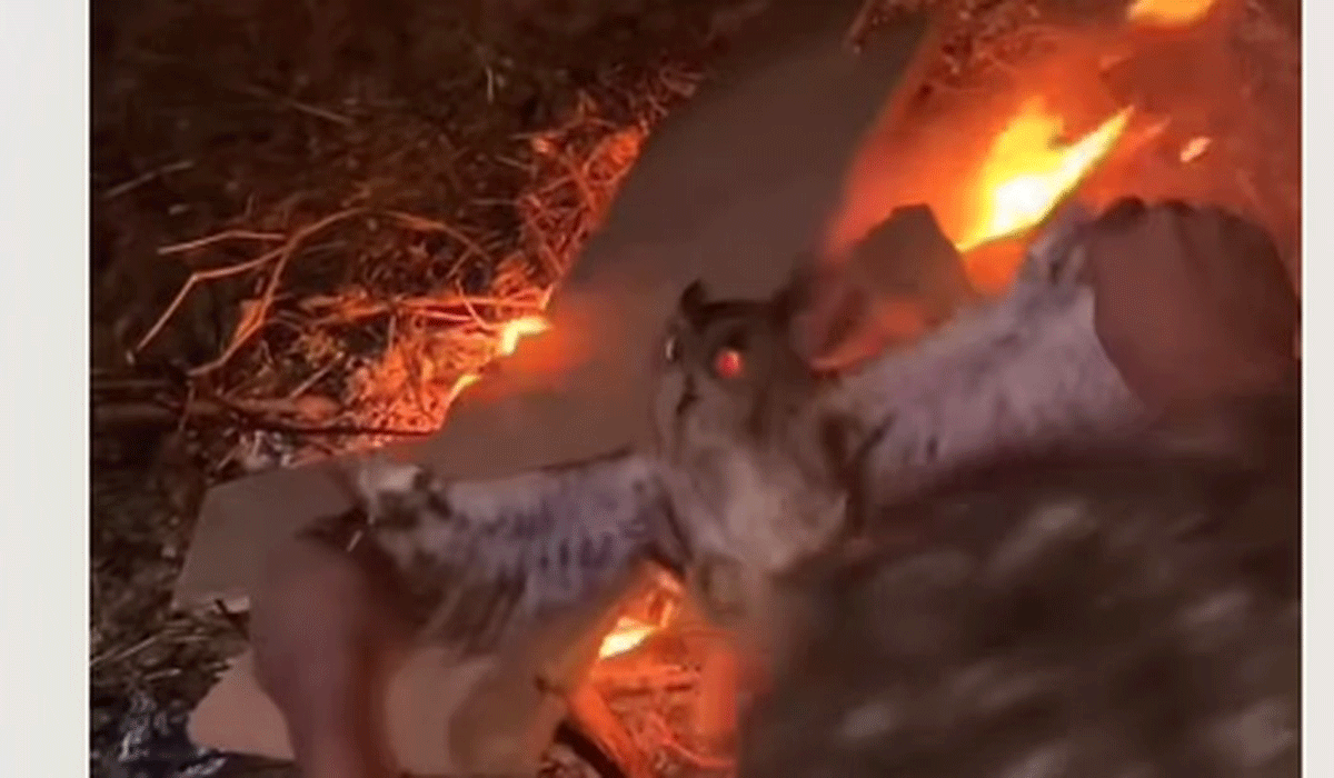 Viral 3 Pria NTT Siksa dan Bakar Burung Hantu Hidup-Hidup, Ini Kronologinya Viral 3 Pria NTT Siksa dan Bakar Burung Hantu Hidup-Hidup, Ini Kronologinya